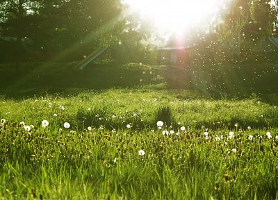природа, трава, солнечный свет, одуванчики - случайные обои для рабочего стола