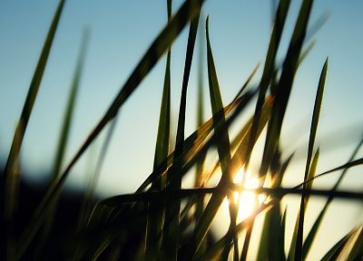 трава, солнечный свет, макро - похожие обои для рабочего стола