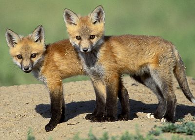 животные, лисы - обои на рабочий стол