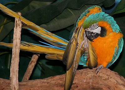 птицы, попугаи, Синий и желтый ара - похожие обои для рабочего стола