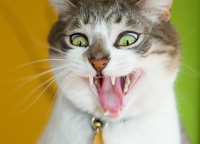 кошки, животные, зубы, котята - случайные обои для рабочего стола
