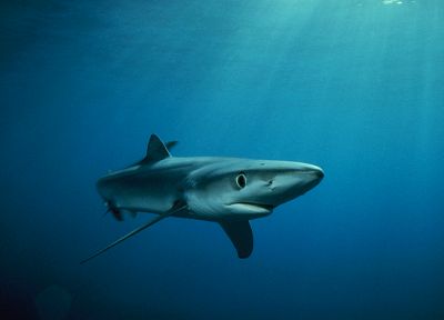 акулы - случайные обои для рабочего стола