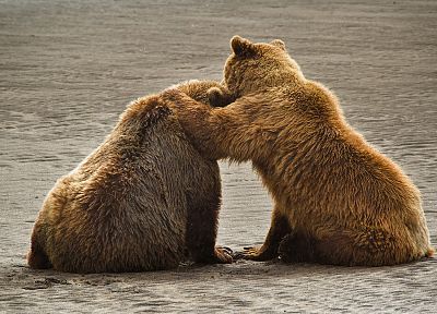 Аляска, медведи гризли, медведи, Национальный парк - обои на рабочий стол