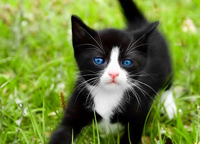 кошки, голубые глаза, животные, трава, котята - обои на рабочий стол