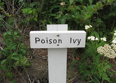 Poison Ivy, Плющ - копия обоев рабочего стола