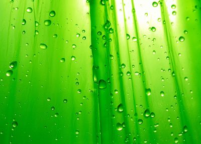 зеленый, капли воды, конденсация - копия обоев рабочего стола