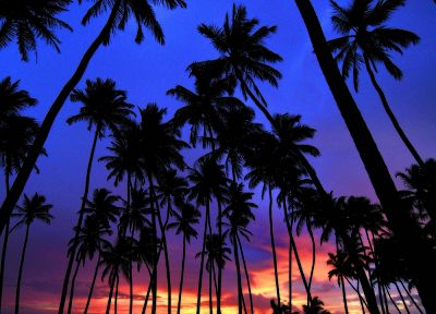 закат, пальмовые деревья - обои на рабочий стол