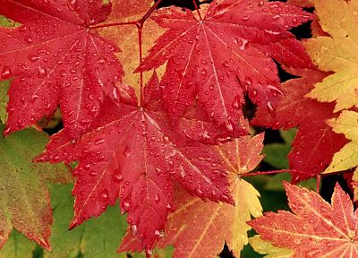 осень, листья, опавшие листья - похожие обои для рабочего стола