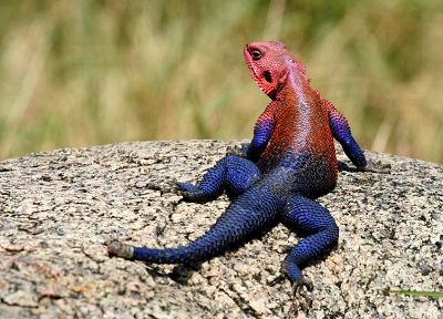 ящерицы, рептилии, Рыжий Рок Agama - случайные обои для рабочего стола