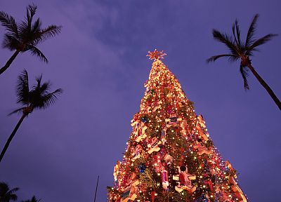 Гавайи, рождество, Рождественские елки, пальмовые деревья, Остров Оаху - обои на рабочий стол