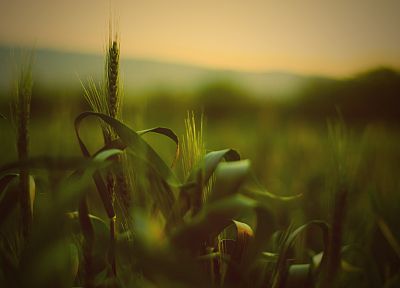 природа, трава, поля, лето, пшеница - обои на рабочий стол