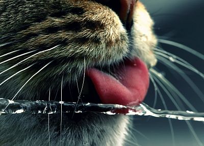 вода, кошки, животные, смешное, язык - случайные обои для рабочего стола