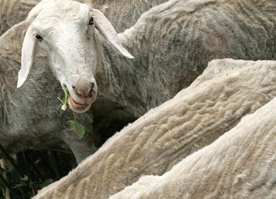 животные, овца - обои на рабочий стол