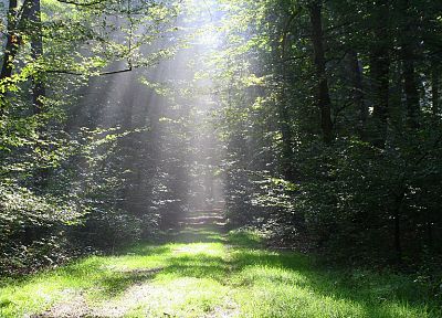 свет, природа, деревья, леса - похожие обои для рабочего стола
