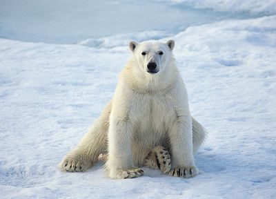 снег, животные, белые медведи - случайные обои для рабочего стола