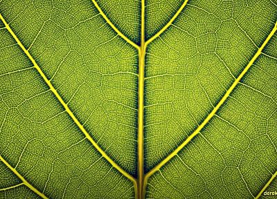 зеленый, крупный план, природа, лист, макро, Дерек Просперо - похожие обои для рабочего стола