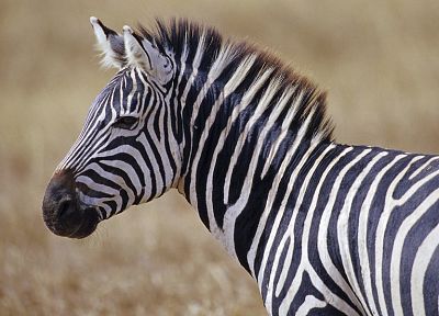 живая природа, зебры, Африка, Дикая Африка - случайные обои для рабочего стола