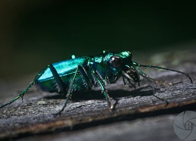 животные, насекомые, жуки, переливчатость - случайные обои для рабочего стола