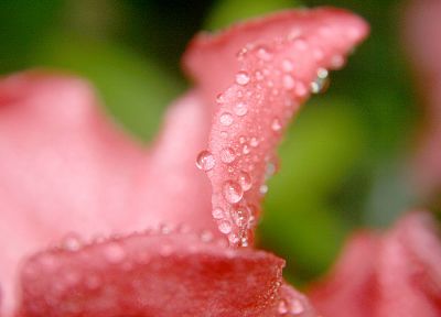природа, цветы, розовый цвет, влажный, капли воды, лепестки цветов - оригинальные обои рабочего стола