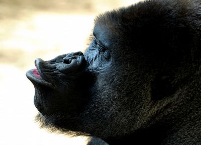 животные, гориллы - случайные обои для рабочего стола