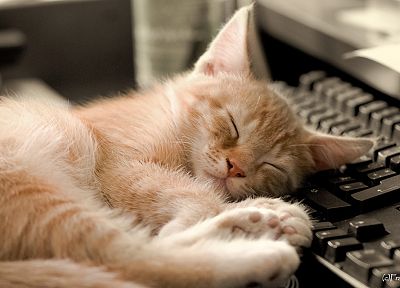 кошки, животные, клавишные, спальный - обои на рабочий стол