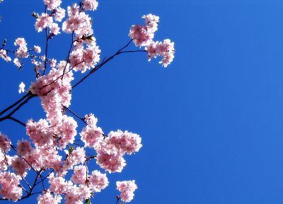 природа, деревья, сакура, цветы, небеса - оригинальные обои рабочего стола