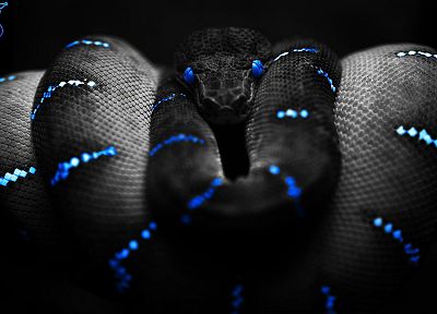 голубые глаза, змеи, Razer - случайные обои для рабочего стола