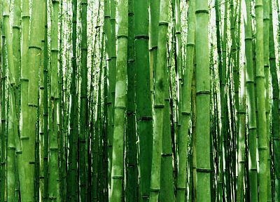 природа, бамбук - копия обоев рабочего стола