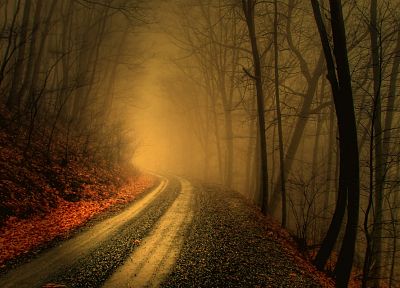 деревья, осень, леса, пути, туман, туман, дороги - копия обоев рабочего стола