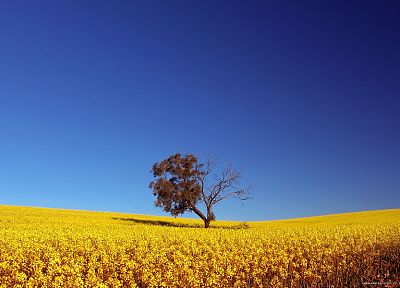 деревья, поля, лето, желтые цветы, голубое небо - обои на рабочий стол