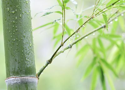 листья, бамбук, растения - случайные обои для рабочего стола
