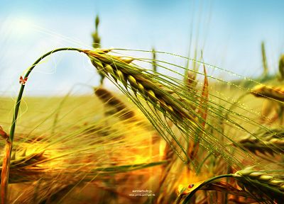 природа, пшеница, колоски - обои на рабочий стол