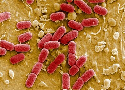 бактерии, вирус - случайные обои для рабочего стола