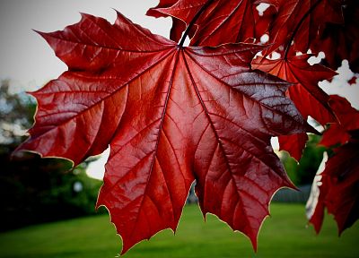 природа, лист, красный цвет, растения - похожие обои для рабочего стола