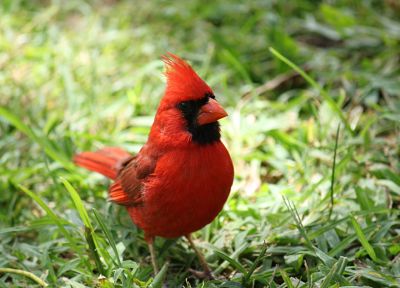 птицы, Северный кардинал - случайные обои для рабочего стола