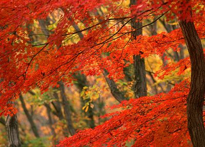 природа, деревья, осень, леса, листья, леса - случайные обои для рабочего стола