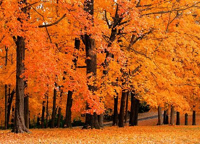 природа, деревья, осень - оригинальные обои рабочего стола