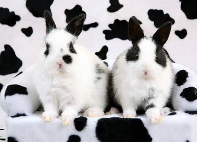 кролики, пятнистый - случайные обои для рабочего стола