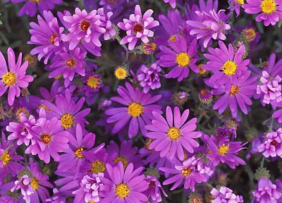 природа, цветы, фиолетовые цветы - оригинальные обои рабочего стола