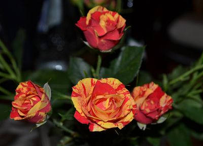 цветы, розы - случайные обои для рабочего стола
