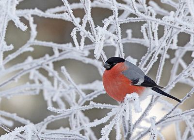 зима, птицы, снегирь - обои на рабочий стол