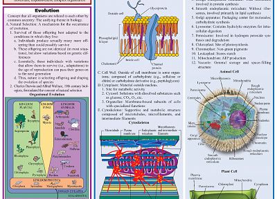наука, Биология, инфографика - обои на рабочий стол