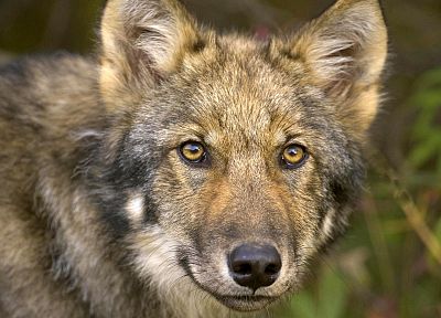 животные, Лесоматериалы волк - копия обоев рабочего стола