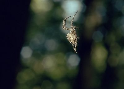 природа, пауки, паукообразные - случайные обои для рабочего стола