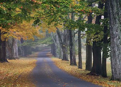 деревья, осень, путешествие, дороги, Луисвилл - обои на рабочий стол