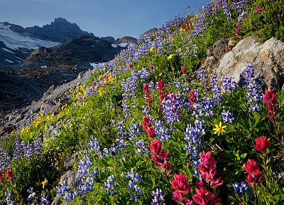 пейзажи, природа, цветы, долины, рай, Национальный парк, Вашингтон, Маунт-Рейнир, полевые цветы - похожие обои для рабочего стола