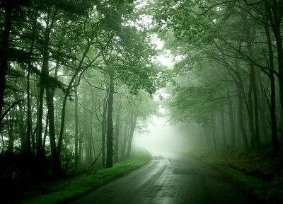 природа, леса, туман, дороги - случайные обои для рабочего стола