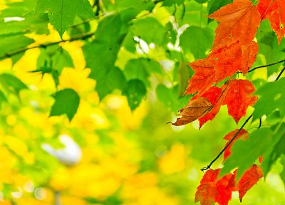 осень, желтый цвет, листья - похожие обои для рабочего стола