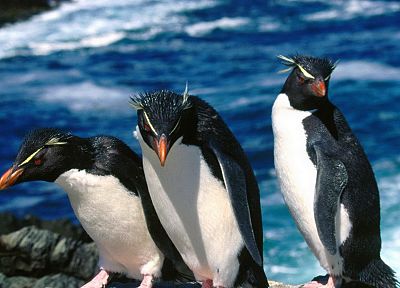 птицы, пингвины, Rockhopper пингвины - обои на рабочий стол
