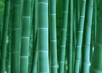 бамбук - случайные обои для рабочего стола